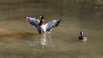 Duck flapping 2 This landscape photograph captures two ducks, which are birds and animals, in a body of water during the early afternoon in the spring season. The main subject, a duck, is seen flapping its wings while standing upright in the water, displaying its plumage with spread wings. Another duck is visible swimming nearby. The water surface reflects the movement and light, emphasizing the presence of ducks, which are common animals and birds in freshwater habitats. The scene is set in a natural environment, typical for springtime when birds and animals such as ducks are active.